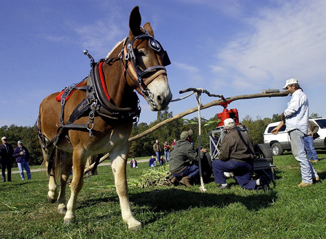 Horse and Mule Days